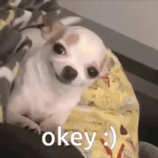 Dogs — 37