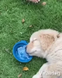 Dogs — 39