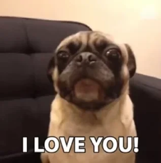 Dogs — 40