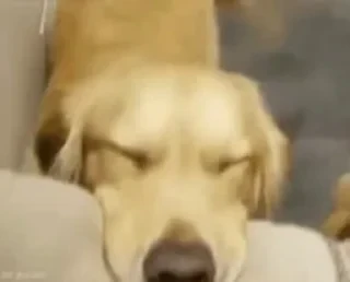 Dogs — 42