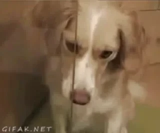 Dogs — 43