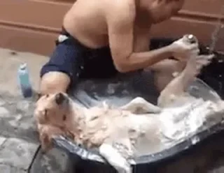 Dogs — 45