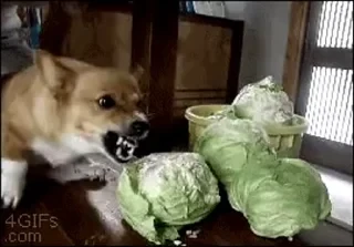 Dogs — 46