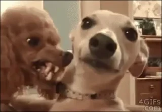 Dogs — 48