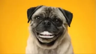 Dogs — 50