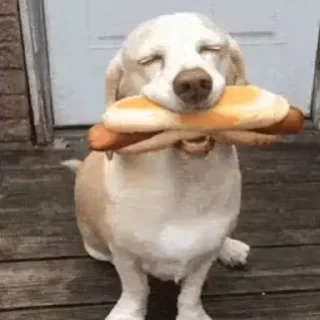Dogs — 8