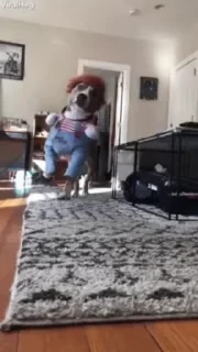 Dogs — 9