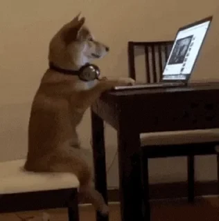 Dogs — 10