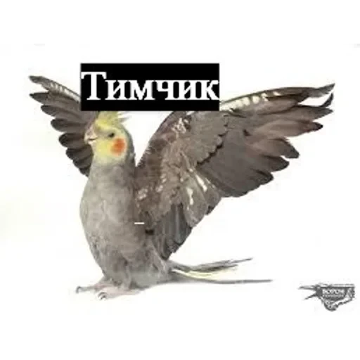 долбаёб ебланов хуйланович — 1