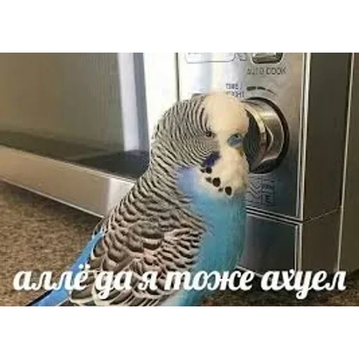 долбаёб ебланов хуйланович — 11