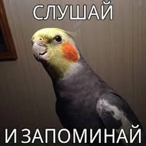 долбаёб ебланов хуйланович — 12