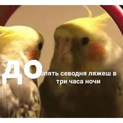 долбаёб ебланов хуйланович — 13