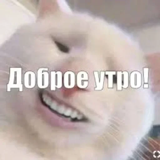 долбаёб ебланов хуйланович — 21