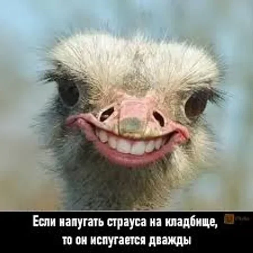 долбаёб ебланов хуйланович — 22