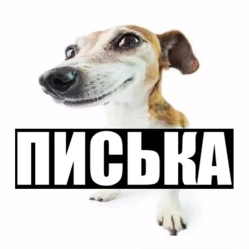 долбаёб ебланов хуйланович — 53