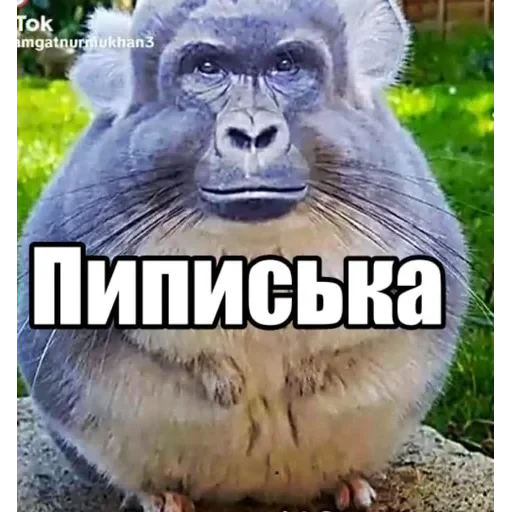 долбаёб ебланов хуйланович — 55