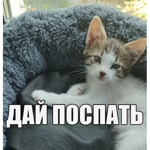 долбаёб ебланов хуйланович — 58
