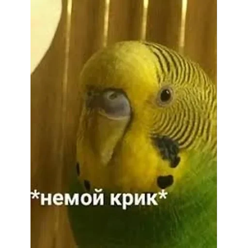 долбаёб ебланов хуйланович — 10