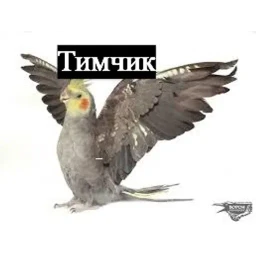 долбаёб ебланов хуйланович