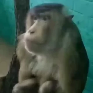 дзерӕйы маймулитӕ — 1
