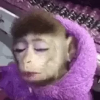 дзерӕйы маймулитӕ — 11
