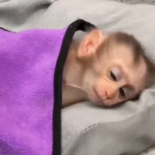 дзерӕйы маймулитӕ — 12