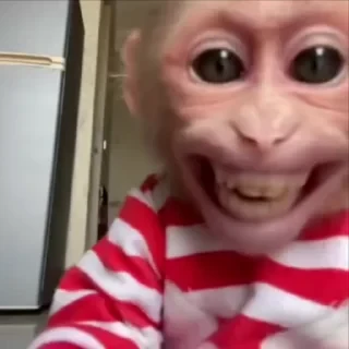 дзерӕйы маймулитӕ — 13