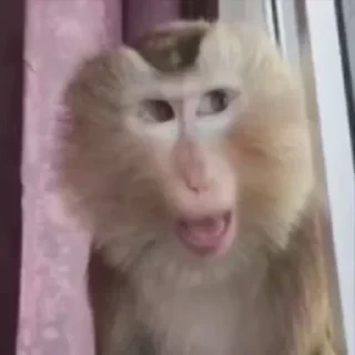 дзерӕйы маймулитӕ — 14