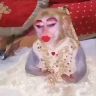 дзерӕйы маймулитӕ — 16