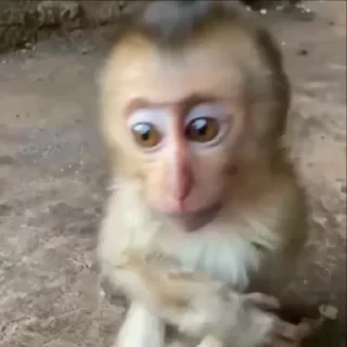 дзерӕйы маймулитӕ — 17