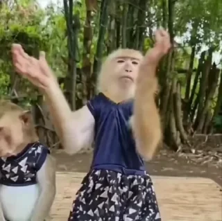 дзерӕйы маймулитӕ — 18