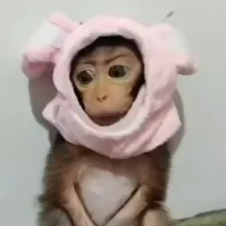 дзерӕйы маймулитӕ — 20