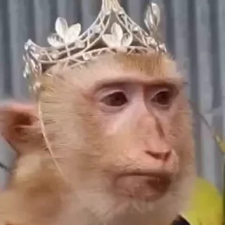 дзерӕйы маймулитӕ — 23