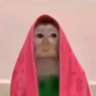 дзерӕйы маймулитӕ — 25