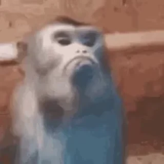 дзерӕйы маймулитӕ — 27