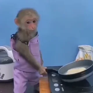 дзерӕйы маймулитӕ — 33