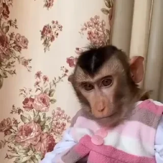 дзерӕйы маймулитӕ — 36
