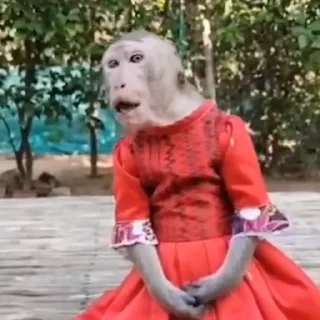 дзерӕйы маймулитӕ — 42