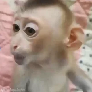 дзерӕйы маймулитӕ — 47