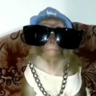 дзерӕйы маймулитӕ — 50