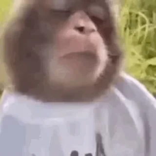 дзерӕйы маймулитӕ — 7