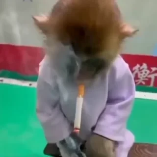 дзерӕйы маймулитӕ — 8