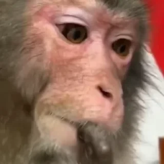 дзерӕйы маймулитӕ — 9