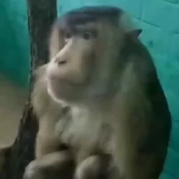 дзерӕйы маймулитӕ