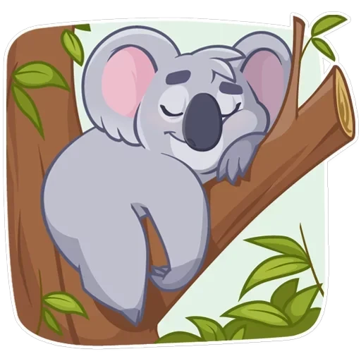 Koala Chuck — 11