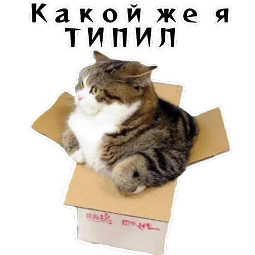 Колкие фразы — 1