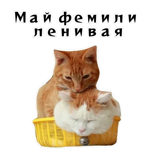 Колкие фразы — 26