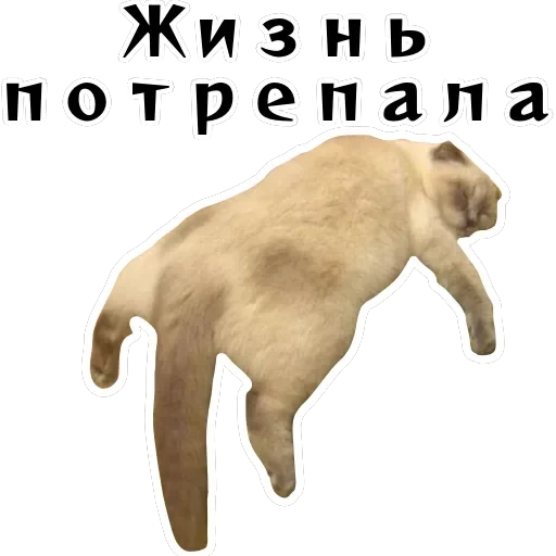 Колкие фразы — 37