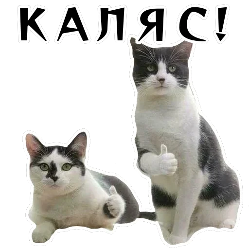 Колкие фразы — 41