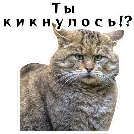 Колкие фразы — 43